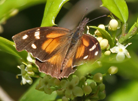 American Snout